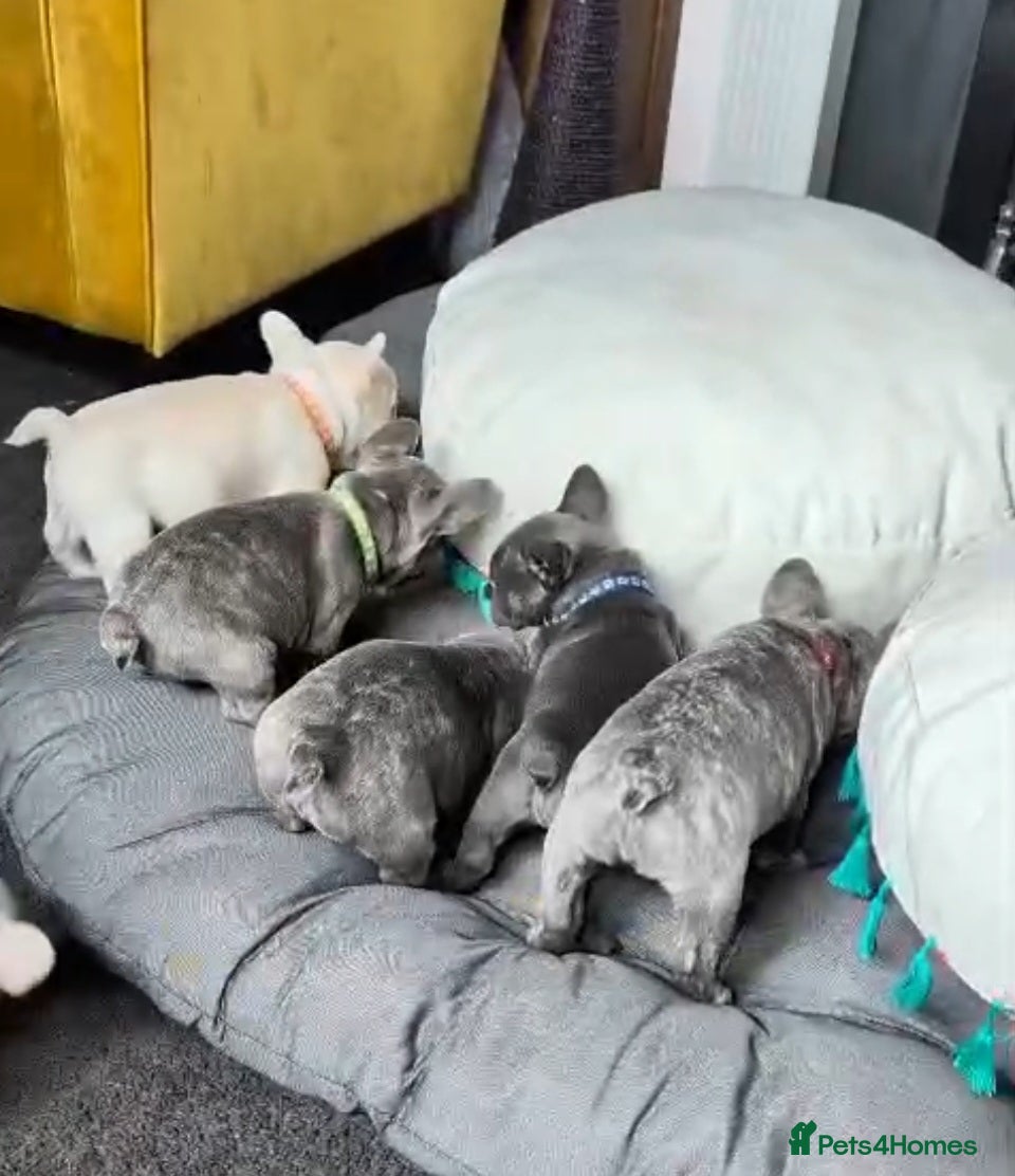 French Bulldog dogs Frenchie babies looking for their forever homes - Advert 1