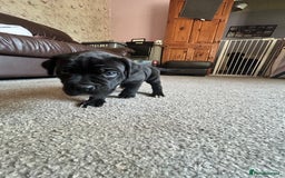 Mixed Breed dogs for sale: Four cane Corso and staff bullterrier mix.  - Image 6