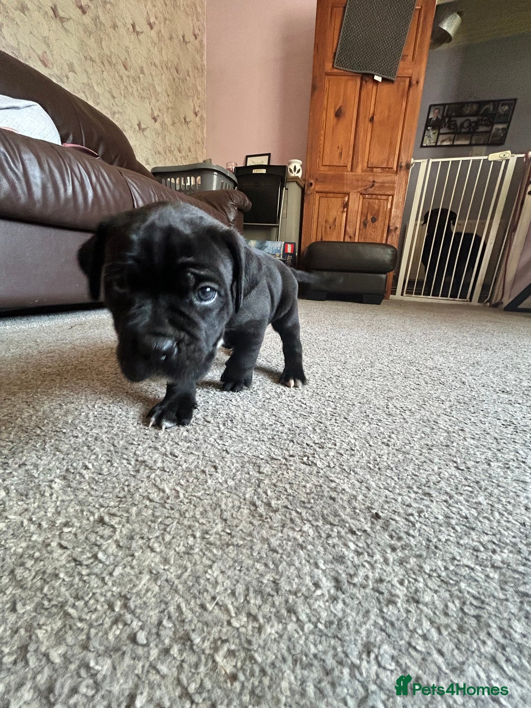 Mixed Breed dogs for sale: Four cane Corso and staff bullterrier mix.  - Image 6