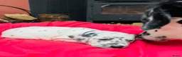 Dalmatian dogs for sale: Dalmatian puppies (5 males and 2 bitches) - Advert 14