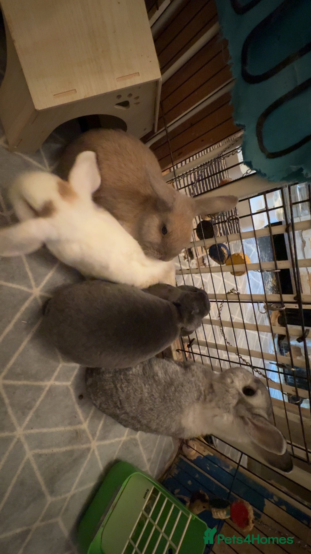 Mixed Breed rabbits for sale: For stunning rabbits looking for a new home  - Advert 4