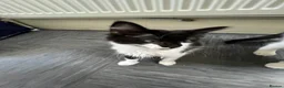 Mixed Breed cats for sale: Kittens with large personalities  in London - Advert 9