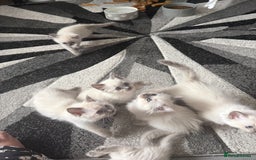 Ragdoll cats for sale: Stunning bluepoint Ragdoll kittens - Image 30