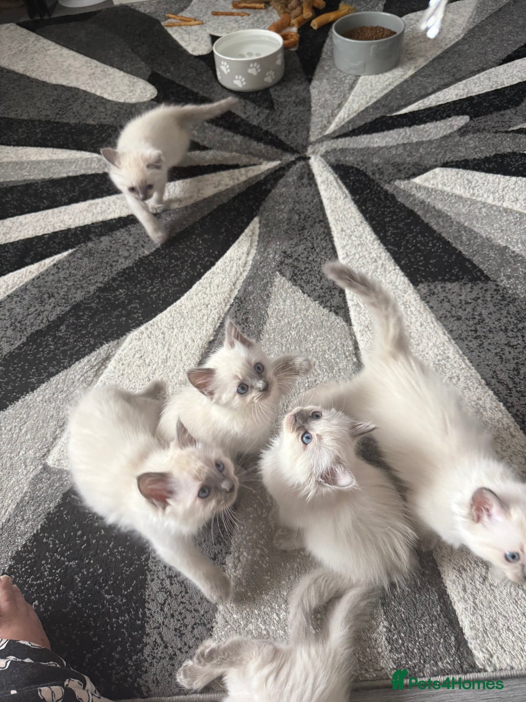 Ragdoll cats for sale: Stunning bluepoint Ragdoll kittens - Image 30