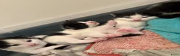Mixed Breed cats for sale: Two female left - Advert 8
