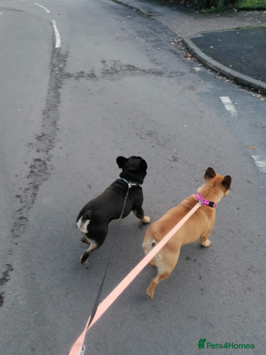 French Bulldog dogs for adoption: ❤️DORIS-LITTLE FRENCHIE GIRL WITH BIG PERSONALITY - Advert 10