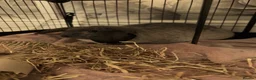 Mini Lop rabbits for sale: female rabbit for sale in Stanley - Advert 2