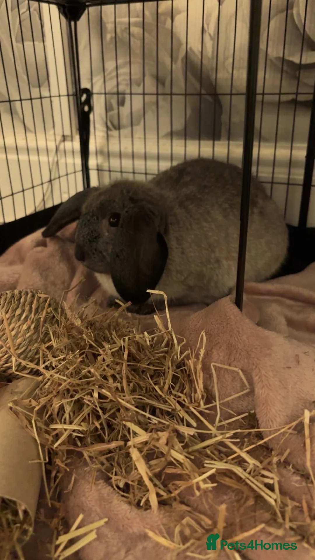 Mini Lop rabbits for sale: female rabbit for sale in Stanley - Advert 2