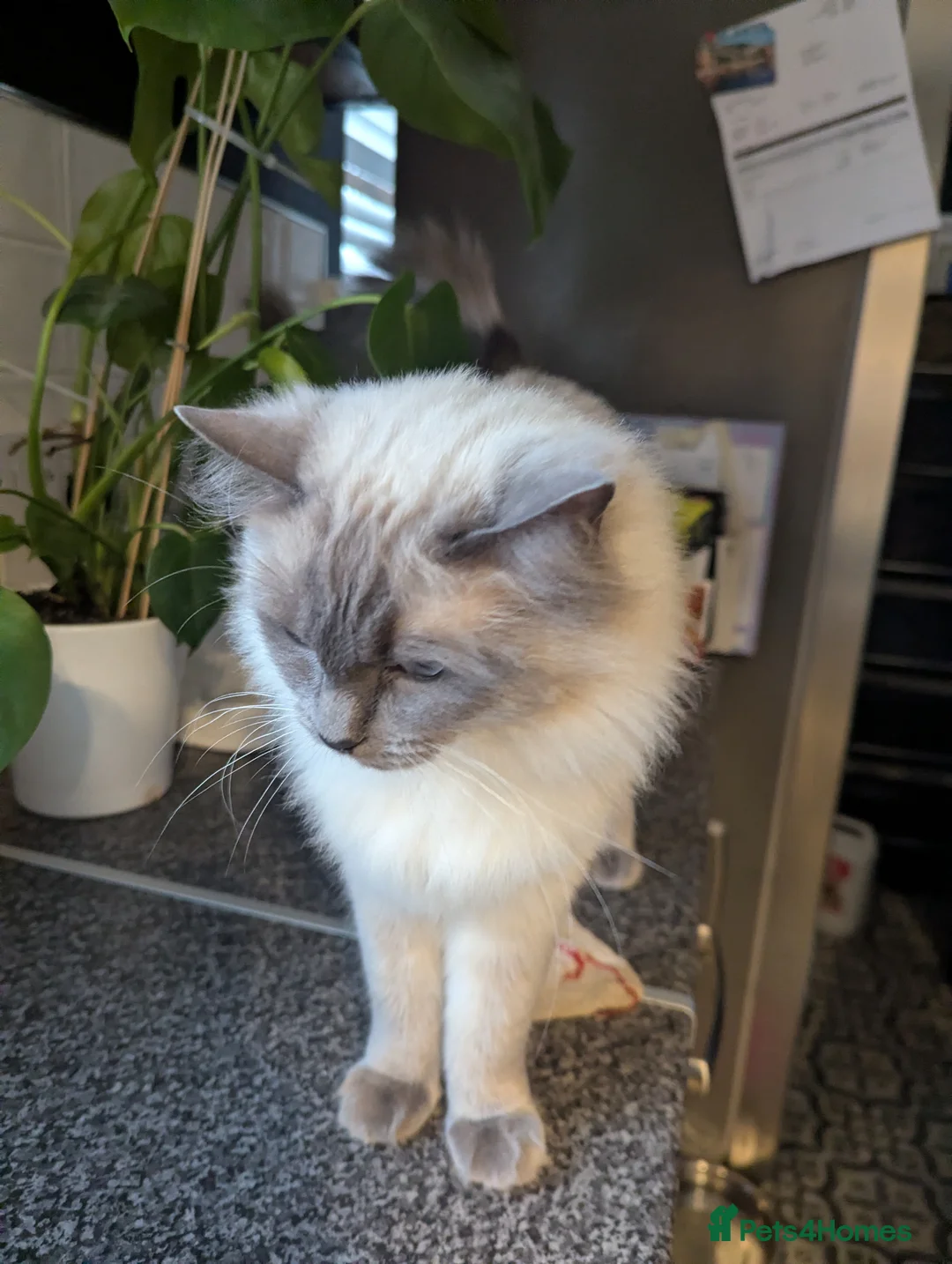 Ragdoll cats for sale: 2 year old blue point ragdoll male  - Advert 2