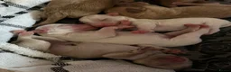 Cavapoo dogs for sale: Beautiful health tested cavapoos  - Advert 9