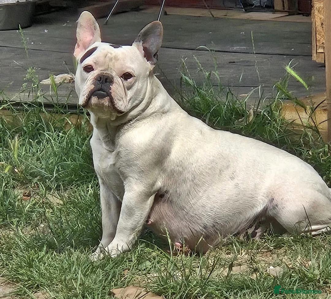 French Bulldog dogs for sale: Wembley in Wembley - Advert 1