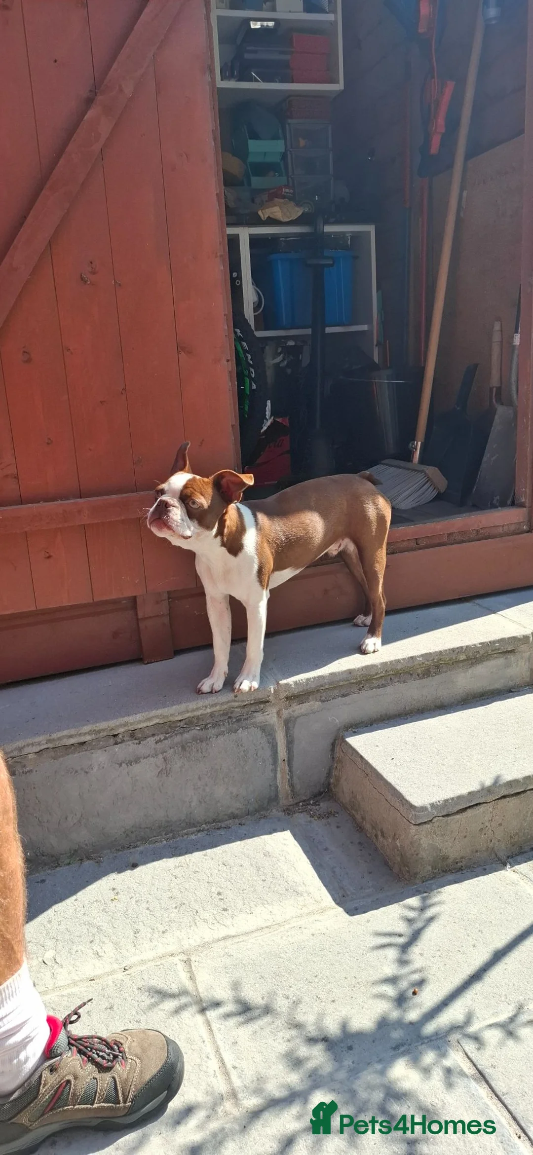 Boston Terrier dogs for stud: Lord Wilson  - Advert 10