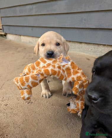 Labrador Retriever dogs - Advert 7