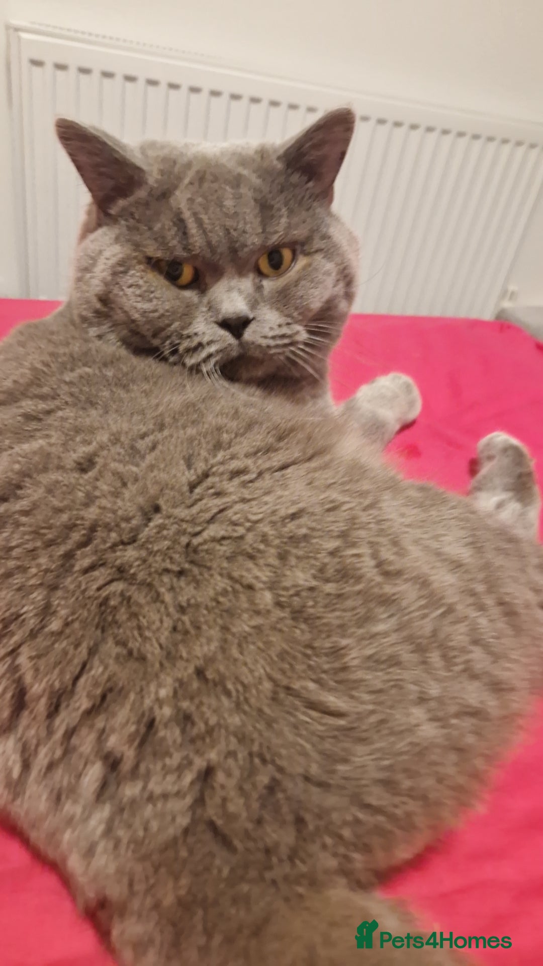British Shorthair cats for sale: Beautiful British Shorthair Boy.. 😺 - Advert 4