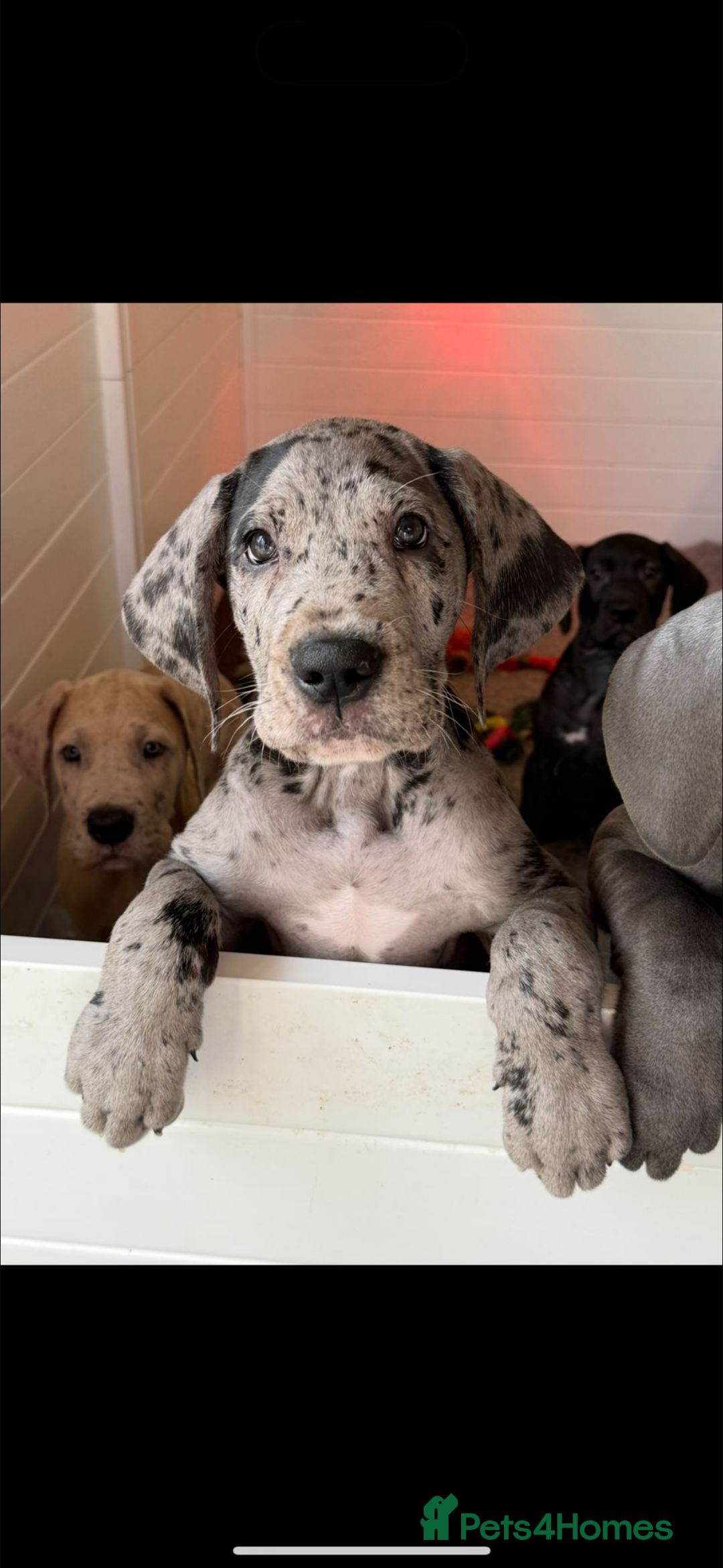 Great Dane dogs for stud: FULLY HEALTH TESTED CHAMPION LINE SOLID BLACK BOY - Advert 8