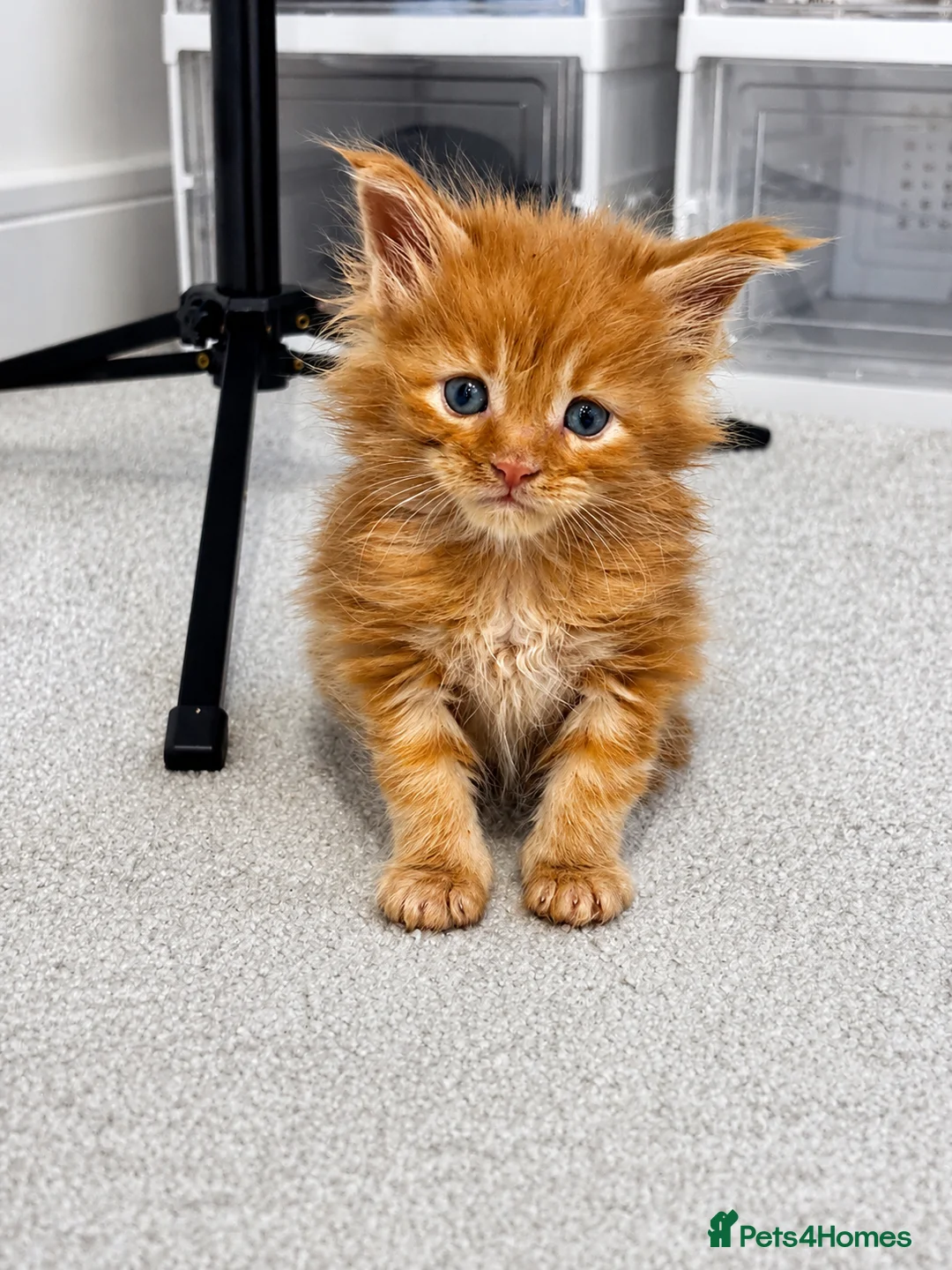 Maine Coon cats for sale: 7 adorable Pure Bred Mainecoon - Advert 36