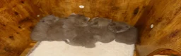 British Shorthair cats for sale: Cute babies! - Advert 4