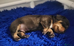 Miniature Dachshund dogs for sale: Miniature dachsund  - Image 11