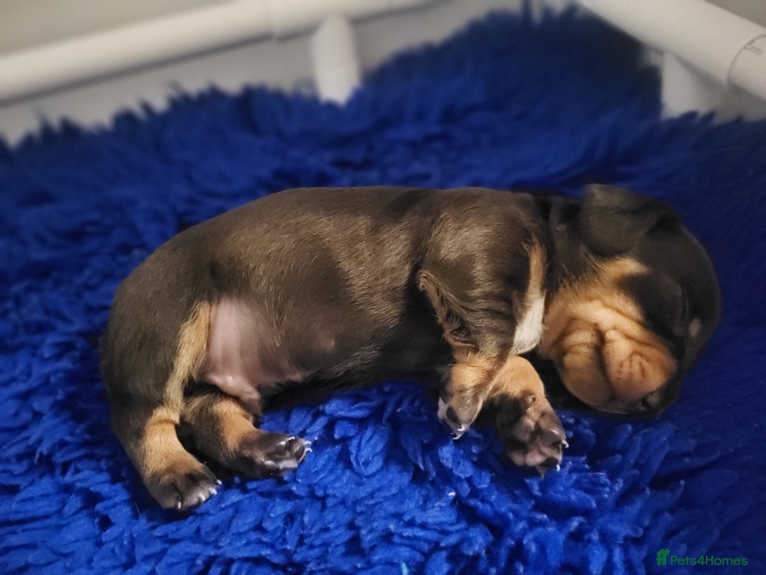 Miniature Dachshund dogs for sale: Miniature dachsund  - Image 11