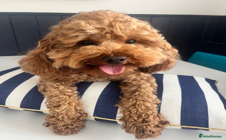 Toy Poodle dogs - Advert 1