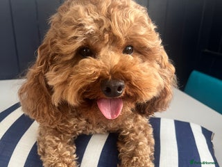 Toy Poodle dogs - Advert 5