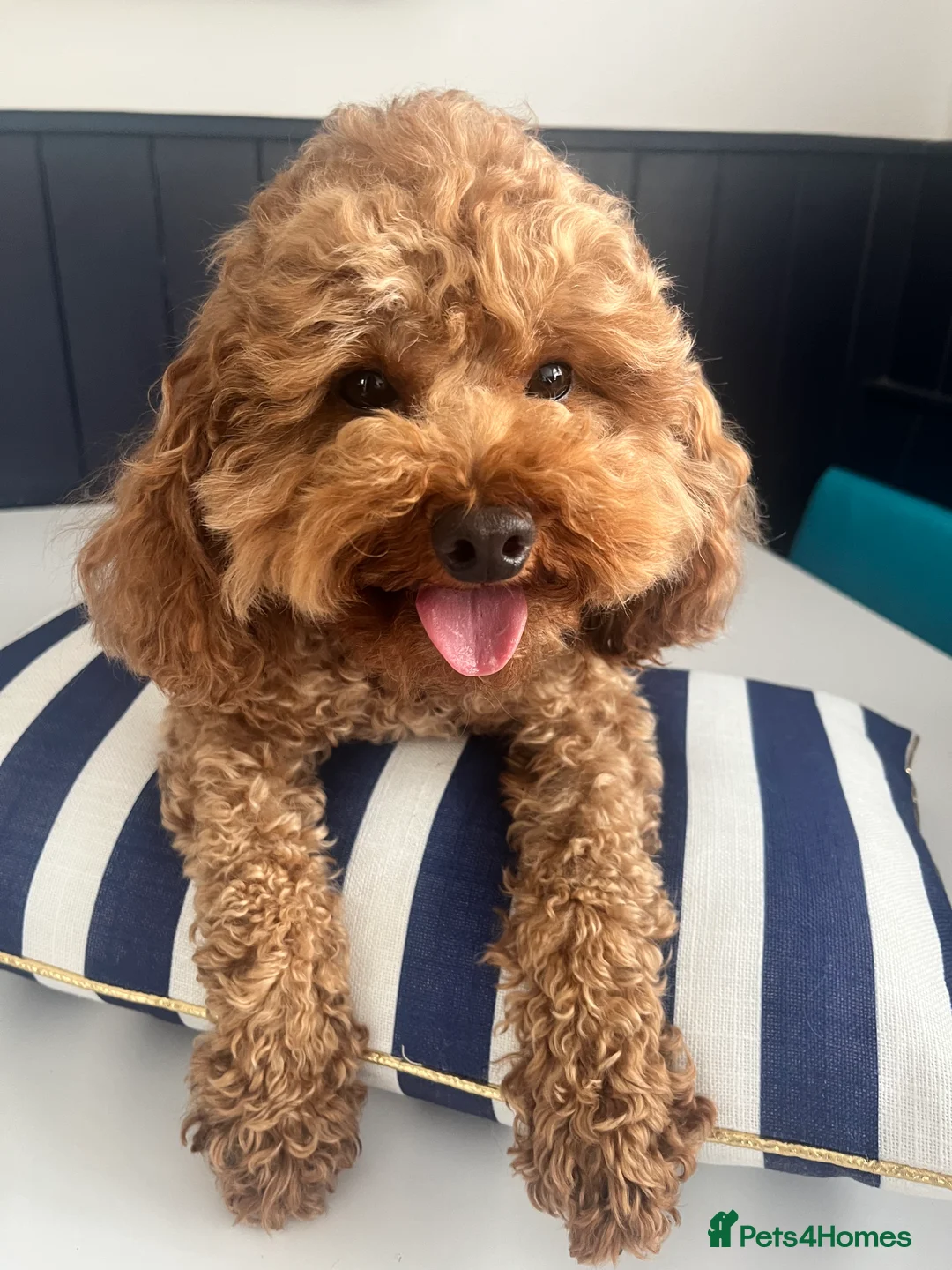 Toy Poodle dogs for stud: Toy Poodle Stud Experience Ted 🐾 - Advert 1