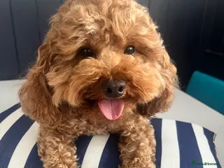 Toy Poodle dogs Toy Poodle Stud Experience Ted 🐾 - Advert 6