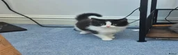 Mixed Breed cats for sale: Beautiful kittens ready for new home - Advert 2