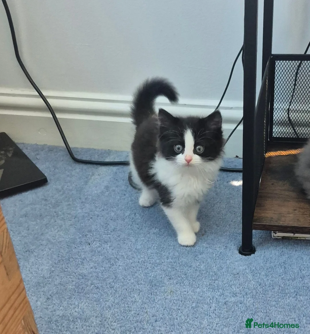 Mixed Breed cats for sale: Beautiful kittens ready for new home - Advert 2