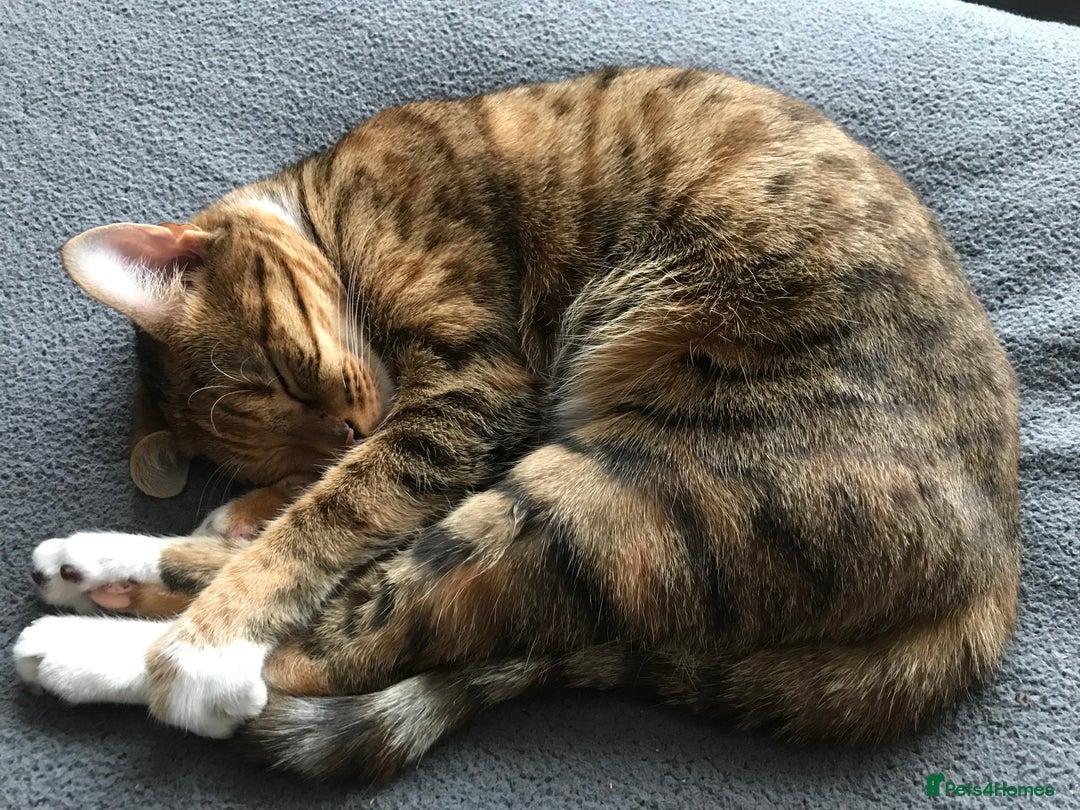 Bengal cats for sale: Bengal x Tabby Kittens  - Image 10