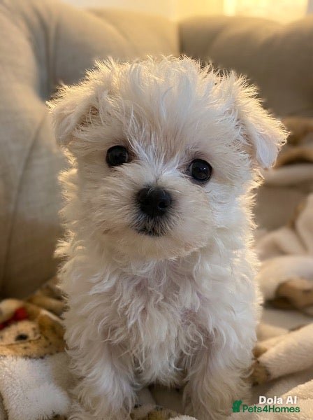 Maltipoo dogs 🤍f1b Maltipoos exceptional quality ready now 🤍 - Advert 4