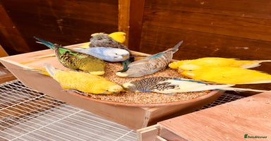 Parakeets birds - Advert 6