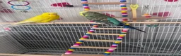 Budgerigars birds for sale: 4 beautiful budgies  in Romford - Advert 2