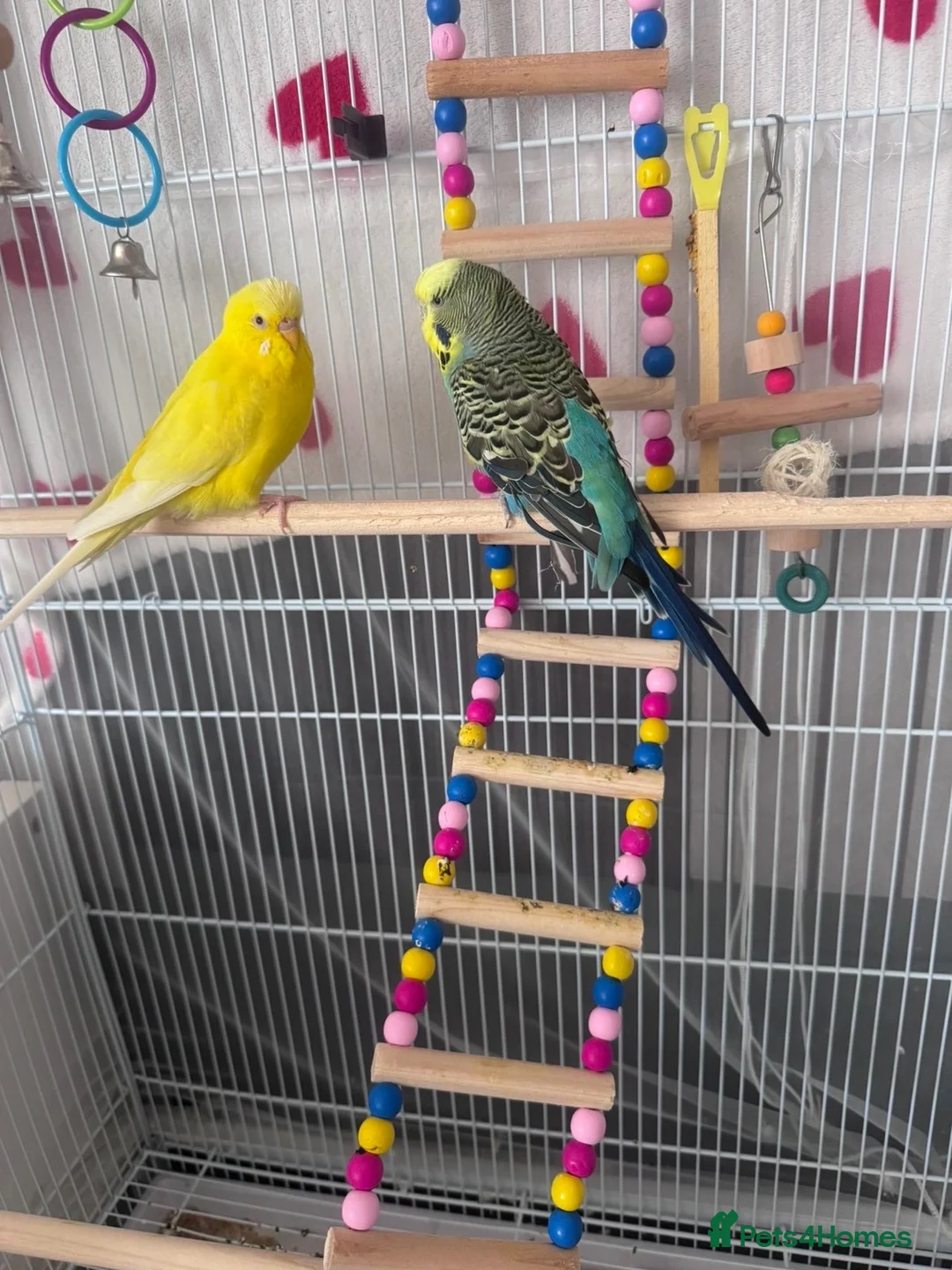 Budgerigars birds for sale: 4 beautiful budgies  in Romford - Advert 2