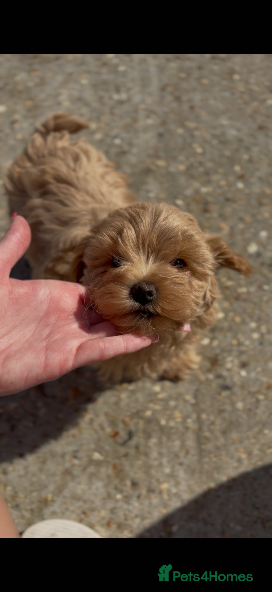 Maltipoo dogs Beautiful girl Maltipoo puppy’s 🐶 last girl left  - Advert 3