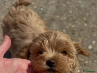 Maltipoo dogs Beautiful girl Maltipoo puppy’s 🐶 last girl left - Advert 6