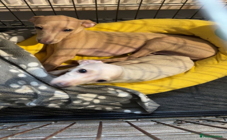Italian Greyhound dogs - Advert 5