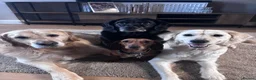 Golden Retriever dogs for sale: Beautiful litter of golden retrievers  - Advert 8