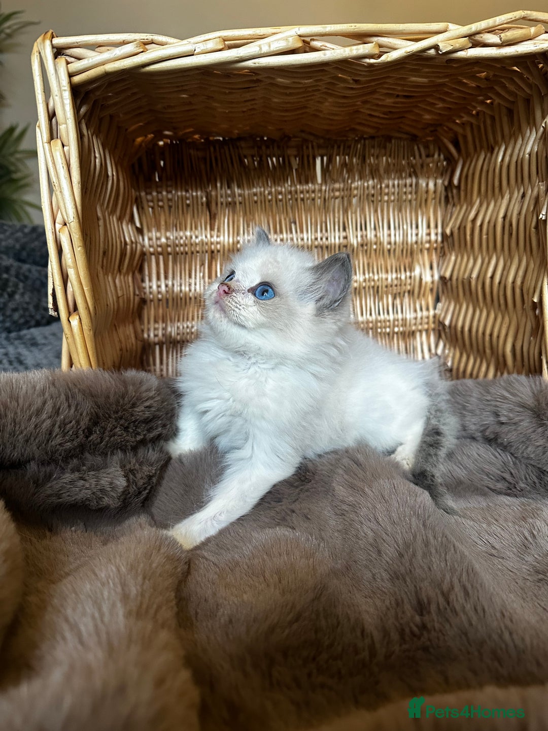 Ragdoll cats for sale: Lovely little Ragdoll bundle of joy  - Image 3