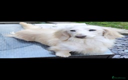 Miniature Dachshund dogs for sale: Stunning KC Reg Clear Cream Mini Dachshunds   - Image 14
