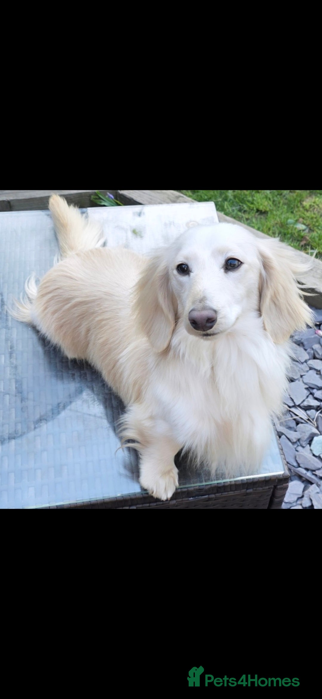 Miniature Dachshund dogs for sale: Stunning KC Reg Clear Cream Mini Dachshunds   - Image 14