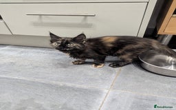 Maine Coon cats for sale: 1 remaining healthy full breed Maine coon kitten - Image 20
