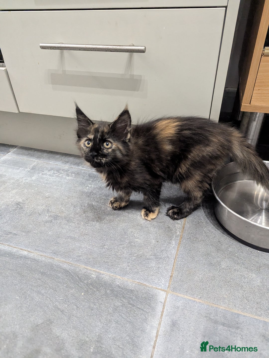 Maine Coon cats for sale: 1 remaining healthy full breed Maine coon kitten - Image 20