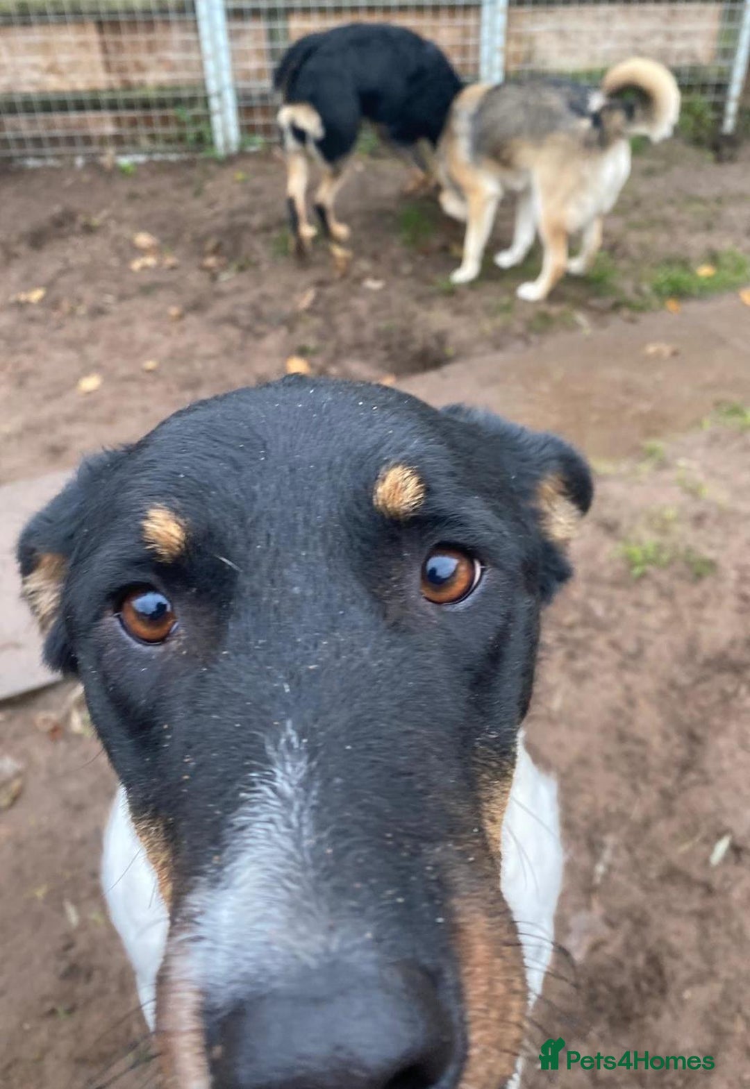 Mixed Breed dogs for adoption: CHLOE - a Lovely mix breed Girl, for a Loving Home - Image 17