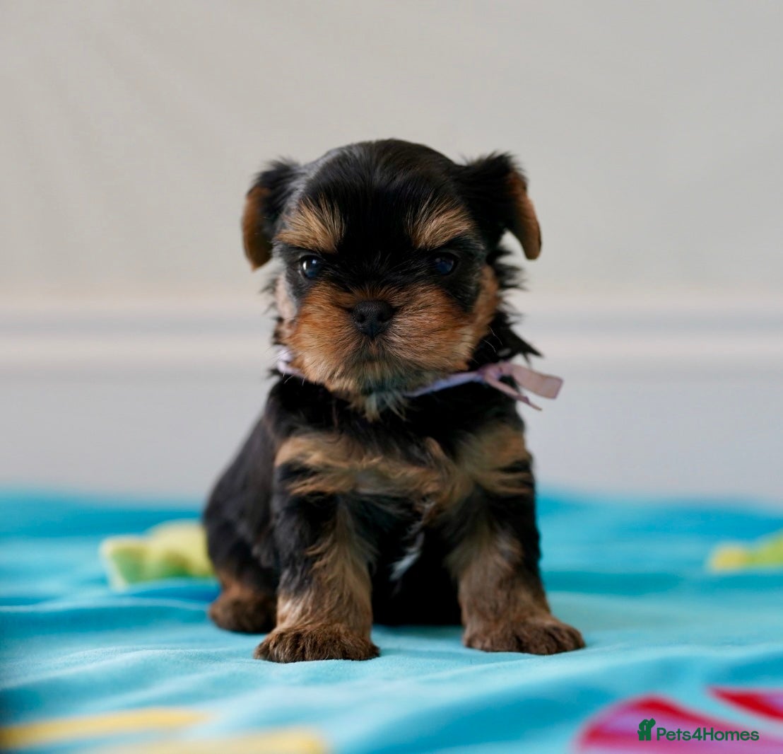 Yorkshire Terrier dogs Top Quality KC Reg Yorkshire Terrier Puppies - Advert 2