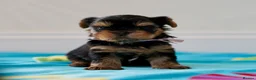 Yorkshire Terrier dogs for sale: Top Quality KC Reg Yorkshire Terrier Puppies - Advert 6