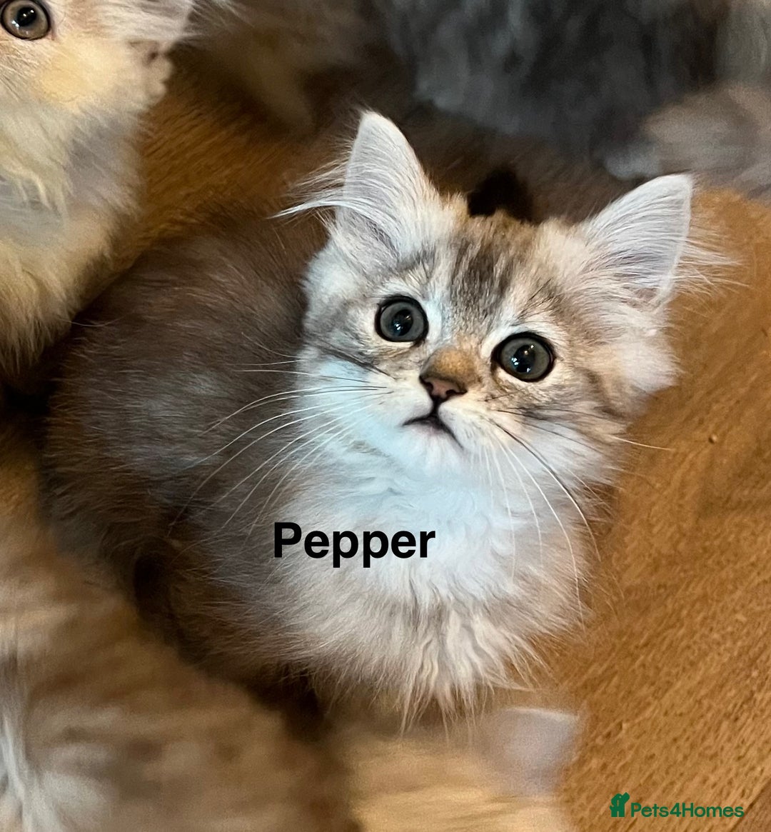 Munchkin cats for sale: Exceptional Quality & Extremely Rare Silver Minuet - Image 24