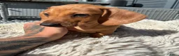 Miniature Dachshund dogs for sale: Miniature Dachshund  - Advert 5