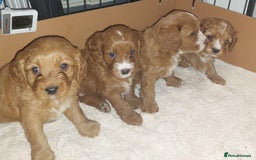 Cavapoo dogs for sale: CAVAPOO F1 puppies  - Image 1