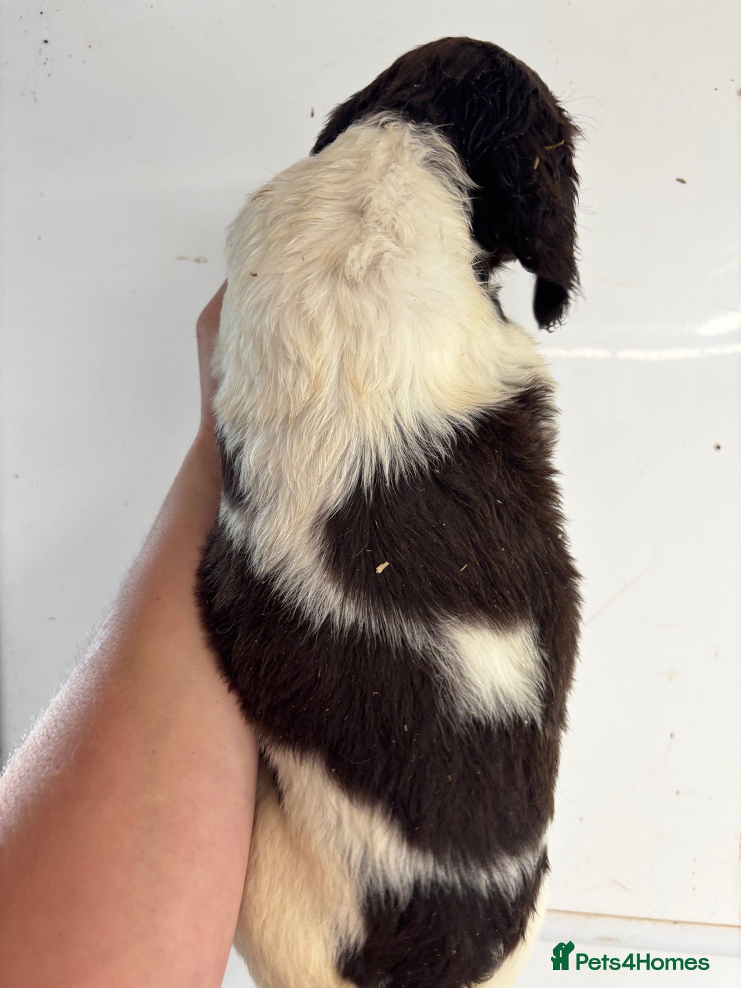 English Springer Spaniel dogs for sale: Springer Spaniel Puppies Ready to go - Image 13